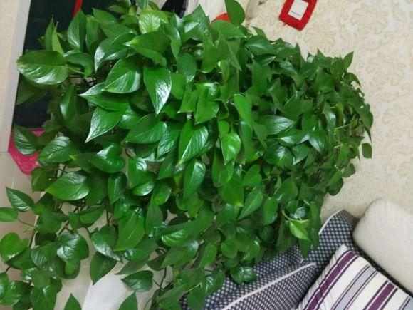 药过期一个月还能吃吗？关于药品过期的深度解析