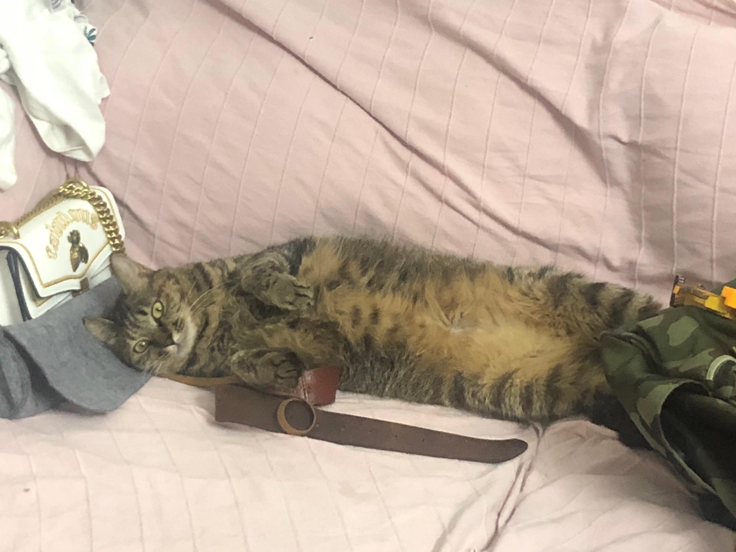 小猫的成长之路，几个月可以吃零食？