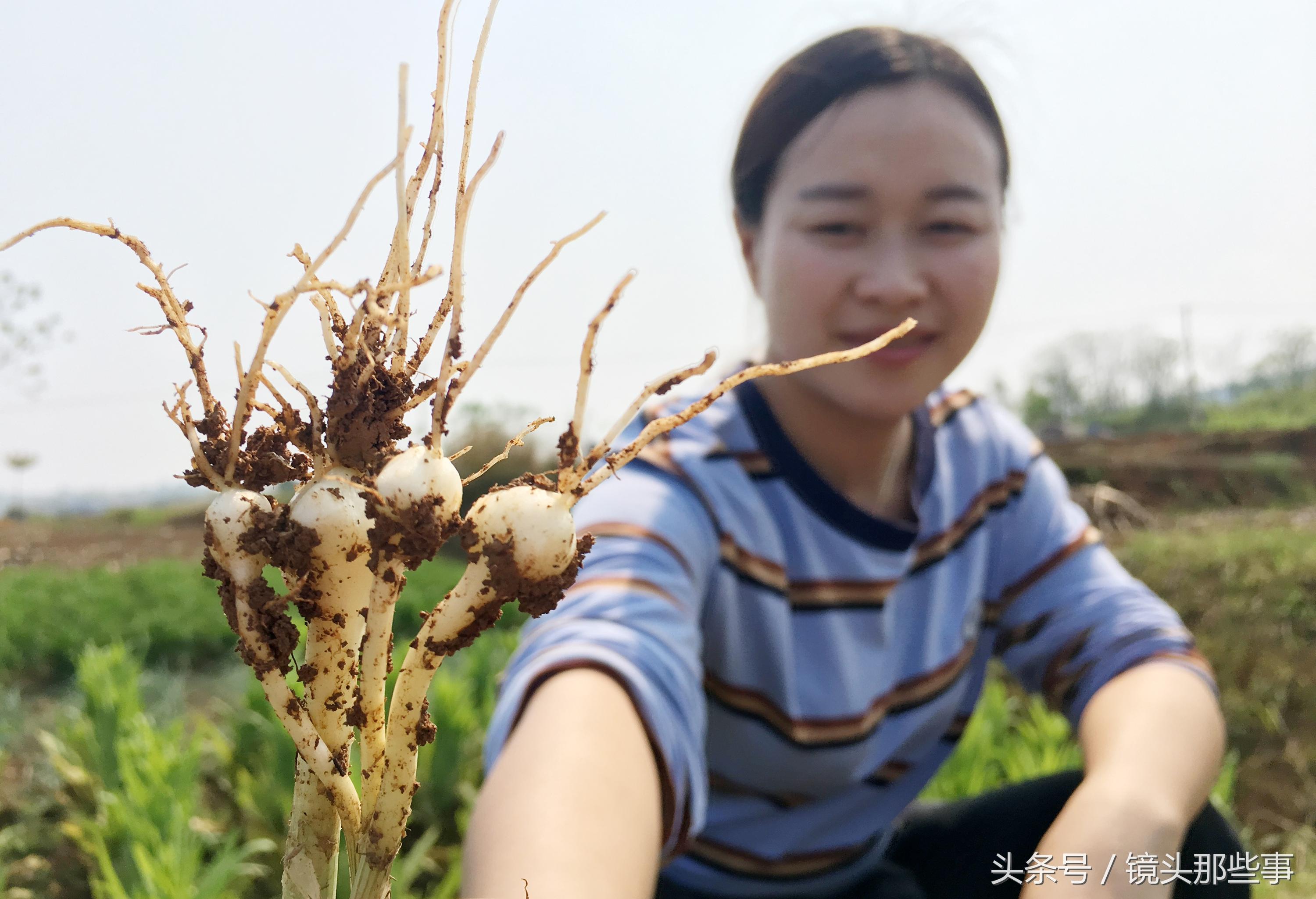 九个月大的宝宝能否食用葱的研究与探讨