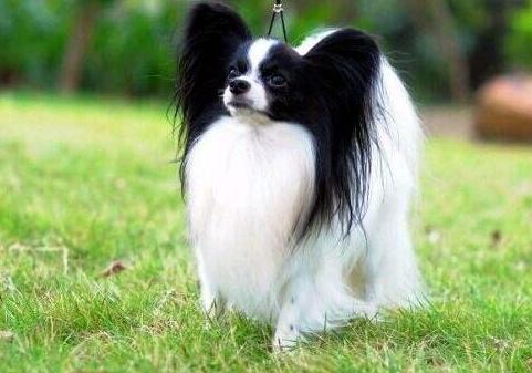 蝴蝶犬的耳朵发育与成长过程，犬只耳朵几个月能竖起来——以蝴蝶犬为例